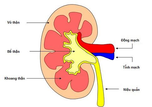 Viêm thận, tiểu cầu thận cấp tính